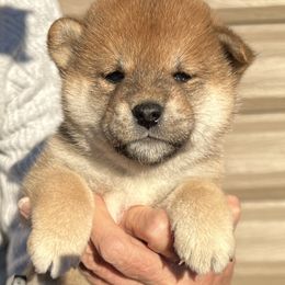 Boy 2 - Red male Shiba Inu puppy in Nampa, Idaho from Hillsdale Shiba Inu