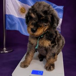 Banjo Argentina - Merle male Goldendoodle puppy in Houston, Texas from Were The Mack'Doodles