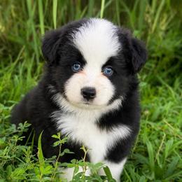 Reno - Black tri male Miniature American Shepherd puppy in Leitchfield, Kentucky from Legendmaker MAS