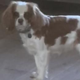Ellie - Cavalier King Charles Spaniel