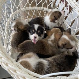 Pembroke Welsh Corgi and Poodle Puppies from Blue Diamond Kennel