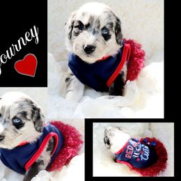Doodle Bug - Blue merle female Aussiedoodle puppy in Ennis, Texas from God’s Little Aussies