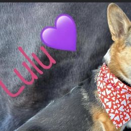 Miniature American Shepherds and Pembroke Welsh Corgis from Hadley's Hugs