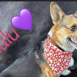 Miniature American Shepherds and Pembroke Welsh Corgis from Hadley's Hugs