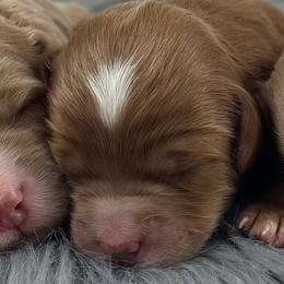 Girl 3 - Red  female Goldendoodle puppy in Milford, Indiana from Railway Acres Kennel