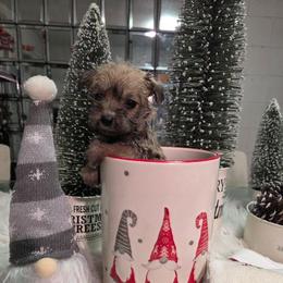 Daphne (Purple) - Salt and pepper female Miniature Schnauzer puppy in Titusville, Florida from Alysha's Grandbabies