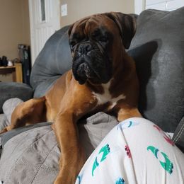 Niklaus - Boxer