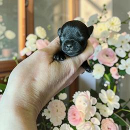 Russian Salon Dog and Yorkshire Terrier Puppies from Yorkies Kisses