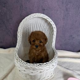 Lucy(AKC) - Red  female Poodle puppy in Moreno Valley, California from Yanni's Poodle