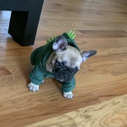 French Bulldog Puppies from Stratton Kennel