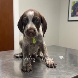 Lime Green collar - Liver roan male German Shorthaired Pointer puppy in Huntington, Texas from B&B GSP’S