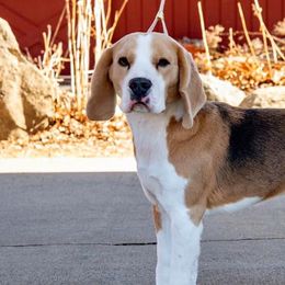 Beagles and Pomeranians from Celtic Rose Kennels