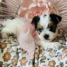 Yorkshire Terrier Puppies from Tails of Grace