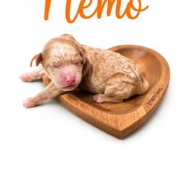 Nemo(Orange) - Red  male Poodle puppy in Stuart Fl, Florida from Lincoln & Lady Co.
