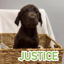 Justice - Chocolate male Labrador Retriever puppy in Lucasville, Ohio from Backwoods Labradors