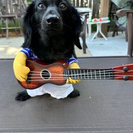 Dachshund Puppies from Doxie Acres