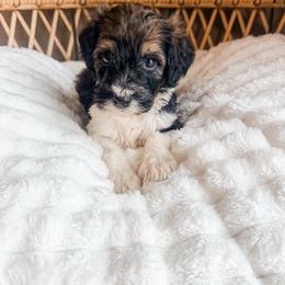 Boy 1 - Sable male Bernedoodle puppy in Brookville, Pennsylvania from Woodland Mountain Doodles
