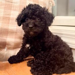 Violet - Black female Labradoodle puppy in Bruceton Mills, West Virginia from Adonai Ra'ah Farms
