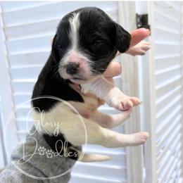 Brown - Tri-color male Bernedoodle puppy in Rockwall, Texas from Glory Doodles