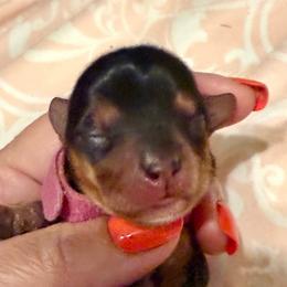 Gia - Black and tan female Yorkipoo puppy in Tangipahoa County, Louisiana from Riche’ Louisiana Yorkies