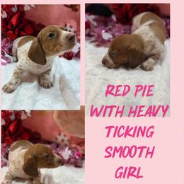 Red pie girl - Red female Dachshund puppy in Lakeland, Florida from Berry Dachshunds