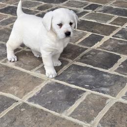 Elsa - Yellow female Labrador Retriever puppy in Gaffney, South Carolina from Circle D Farms