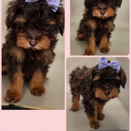 Sina - Phantom female Bernedoodle puppy in Decatur, Tennessee from Diamond's Doodles