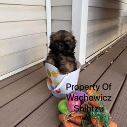 Chevy - Tricolor female Shih Tzu puppy in Delta, Colorado from Wachowicz Shihtzu