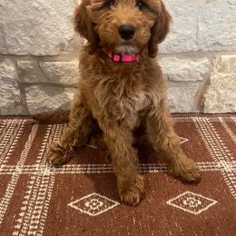 Double Doodle, Goldendoodle, and Labradoodle Puppies from Godley Doodles Of Texas