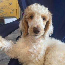 PIERRE - Parti male Poodle puppy in Charlo, Montana from Heavenly Hilltop Farm