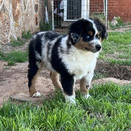 Levi - Blue merle male Toy Australian Shepherd puppy in Nocona, Texas from Rafter O Toy Aussies and Mini Heelers
