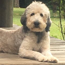 Ruby - Bernedoodle