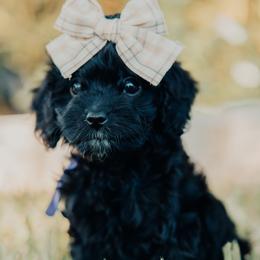 Purple Girl - Black female Cavapoo puppy in Mckinney, Texas from Doodles of North Tx