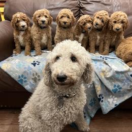 Poodle Puppies from Leaning T Ranch