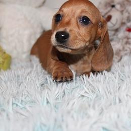 Girl 1 - Red female Dachshund puppy in Craig, Colorado from Rocky Mountain Shih Tzus and Dry Creek Miniature Dachshunds