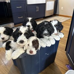 Springerdoodle puppies from Storyside Kennels