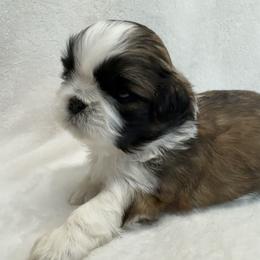 Shih Tzu Puppies from Little Miracles Shih Tzu