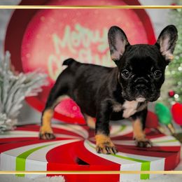 Kit Kat - Liver female French Bulldog puppy in Salem, Oregon from Toy House Frenchies