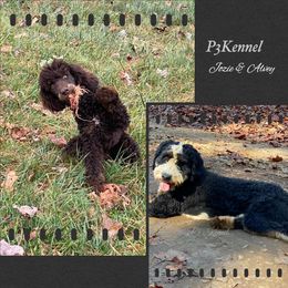 Alvey - Bernedoodle