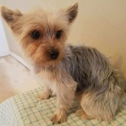 Zoe - Yorkshire Terrier