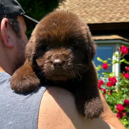 Brown Male 2 - Brown male Newfoundland puppy in New York from Johnson Farms