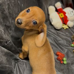 River - Red male Dachshund puppy in Ft Dodge, Iowa from Secret Reality