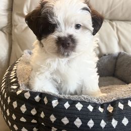 Girl 1 - Havanese puppy from Hidden Bay Havanese