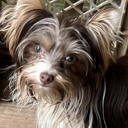 Maylee - Yorkshire Terrier