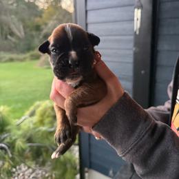 Monty - Fawn male Boxer puppy in Jamesville, New York from Reynolds Homestead Boxers