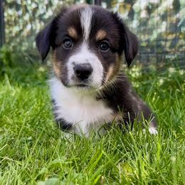 Cardigan Welsh Corgi Puppies from Wasatch