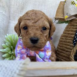 Bertie-  (Rainbow Sherbet) - Red female Bordoodle puppy in Canfield, Ohio from Poo's Doo's & Inu's