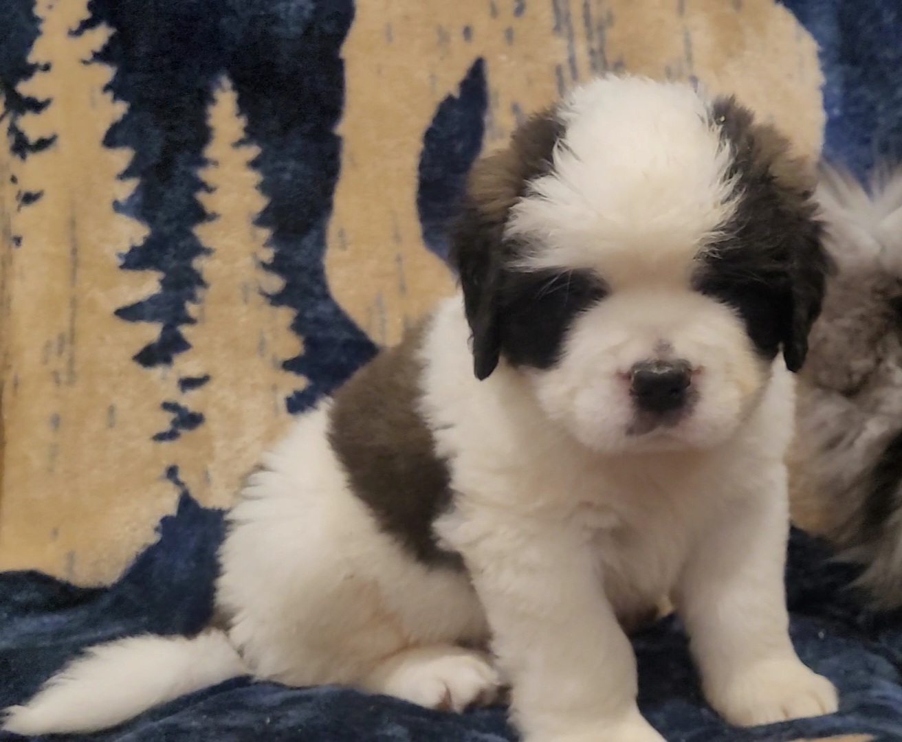 Boy 1 - Brown and white Saint Bernard puppy in Brandon, South Dakota from Split Rock Saints