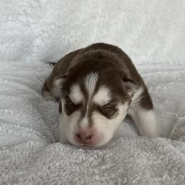 Bryn (Lavender) - Red and white female Siberian Husky puppy in Ellijay, Georgia from Appalachian Siberians LLC