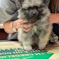 Silver boy - Black and silver male Keeshond puppy in Fayetteville, Tennessee from Erbekees-Keeshonden